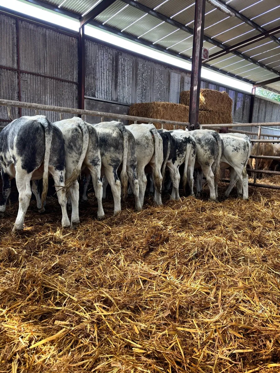 9 super blue heifers for breeding or feeding - Image 3