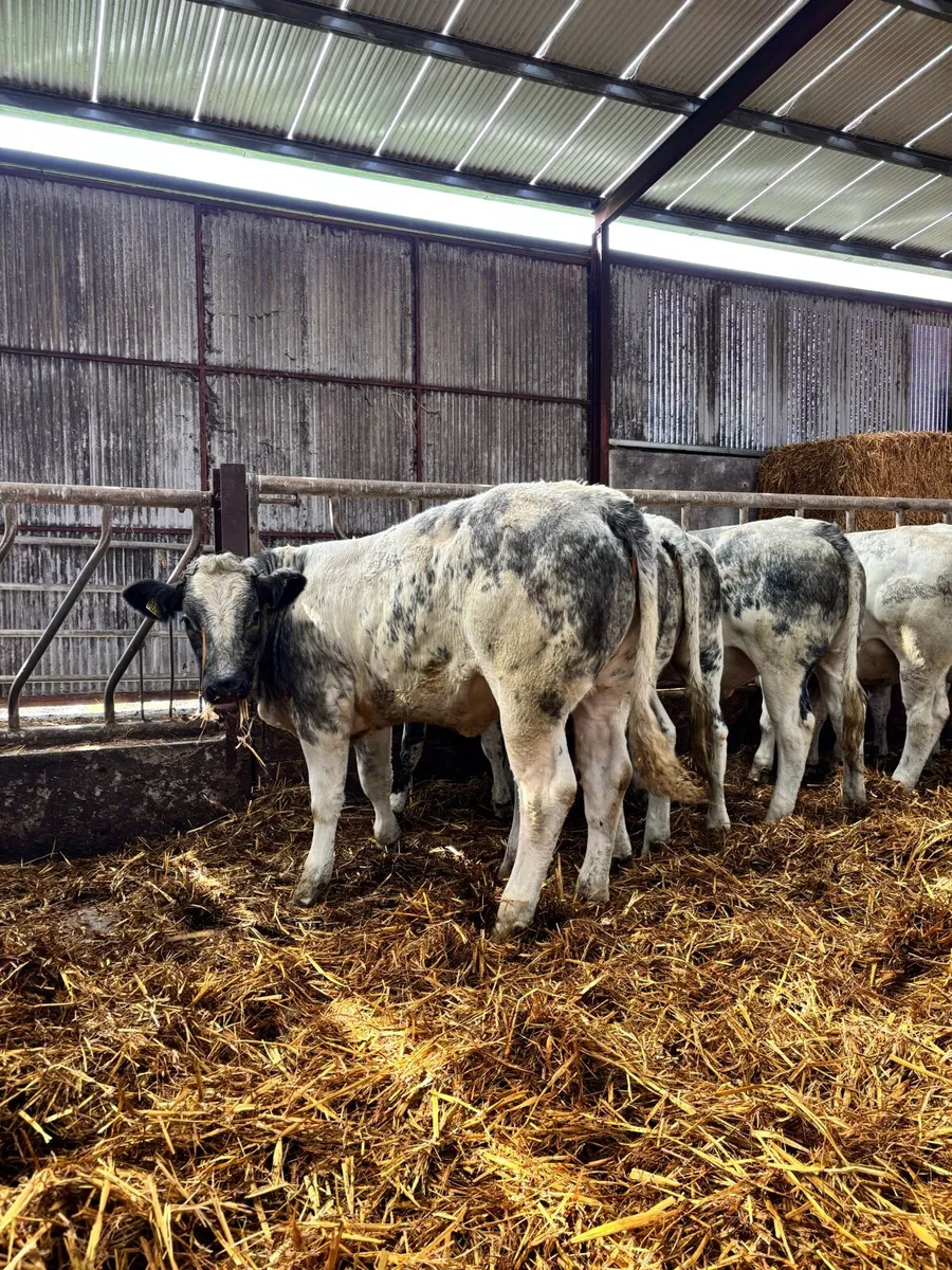 9 super blue heifers for breeding or feeding - Image 1