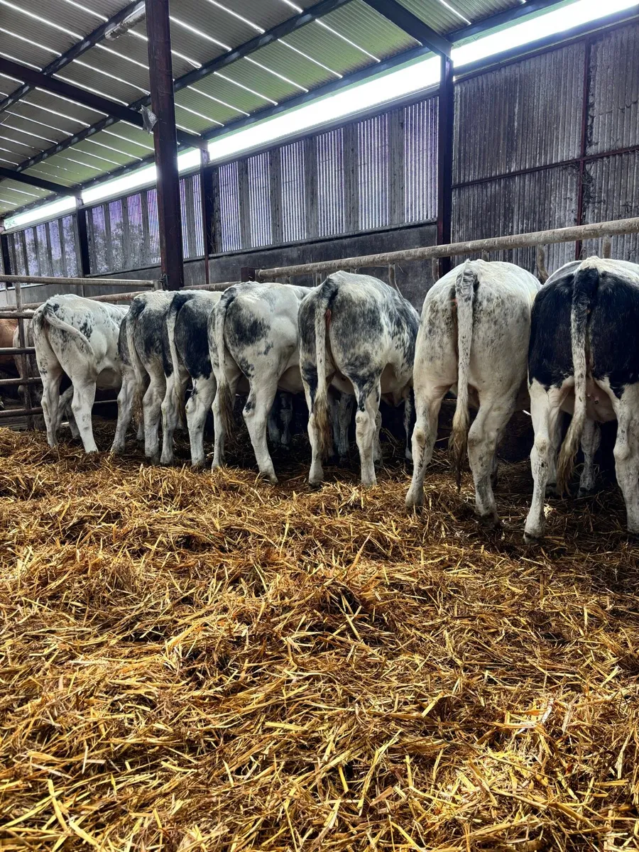 9 super blue heifers for breeding or feeding - Image 4