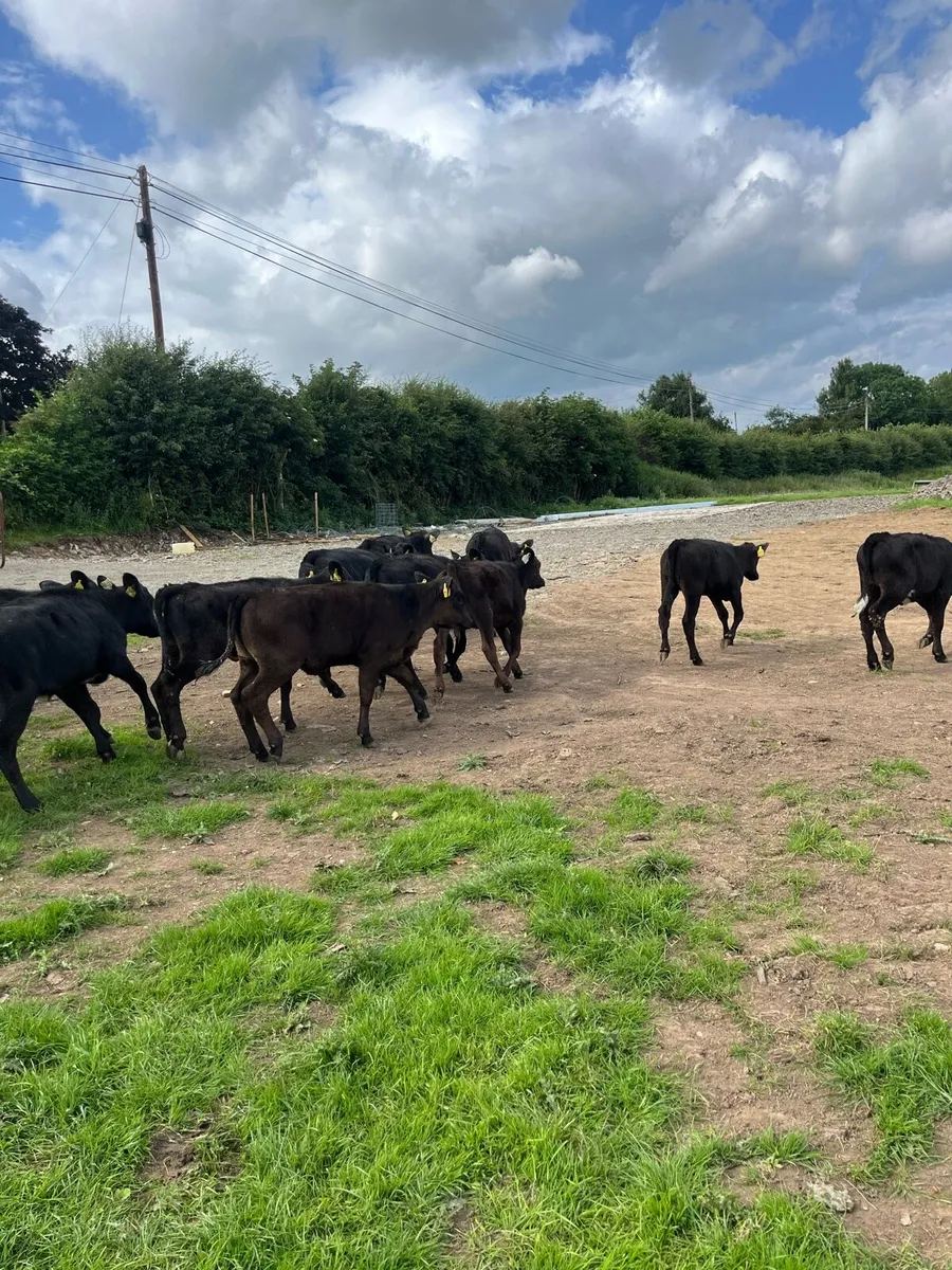 Super Angus runners 🔥 - Image 2