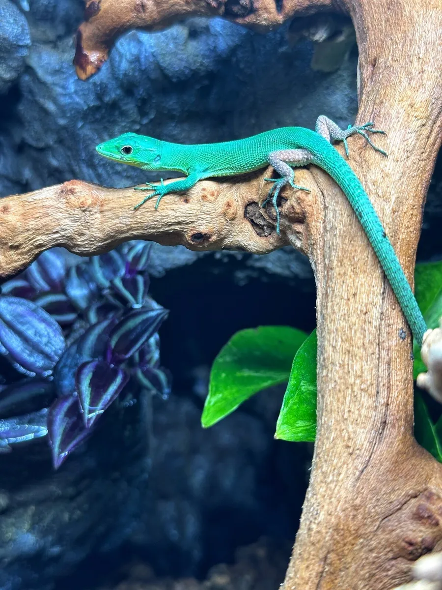Green Keel-bellied Lizard A rarely available - Image 2
