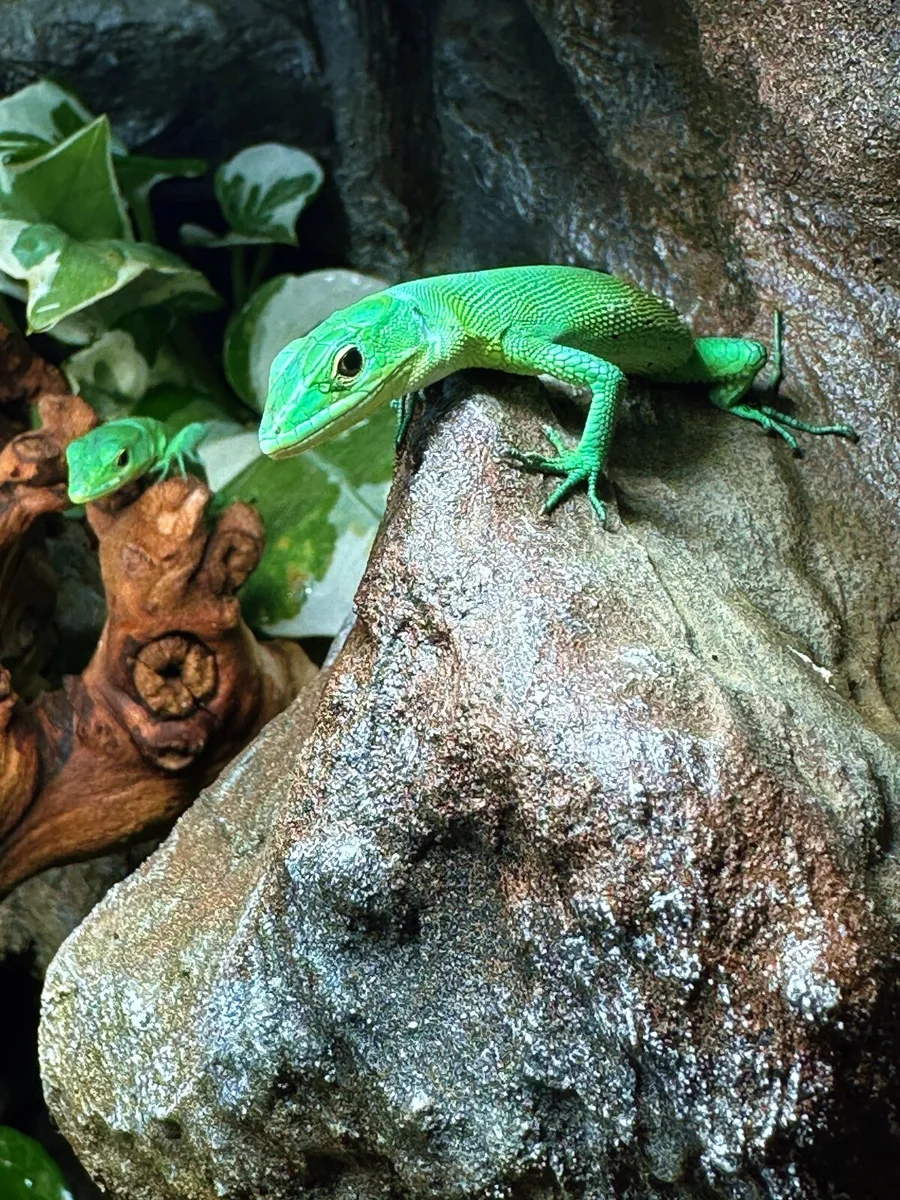 Green Keel-bellied Lizard A rarely available - Image 3
