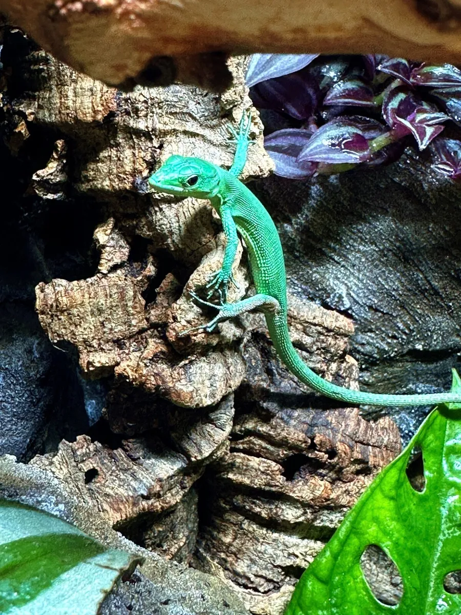 Green Keel-bellied Lizard A rarely available - Image 4