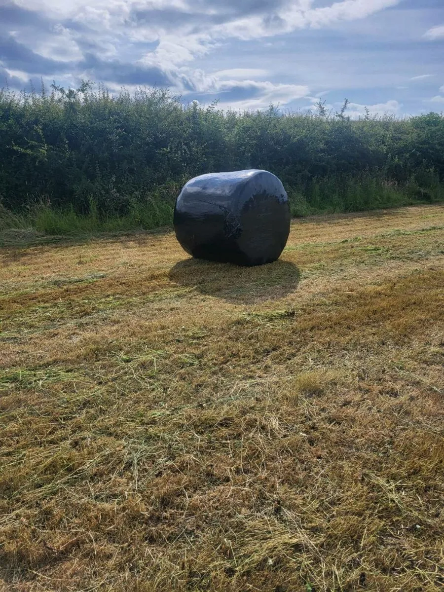 Silage bales - Image 2