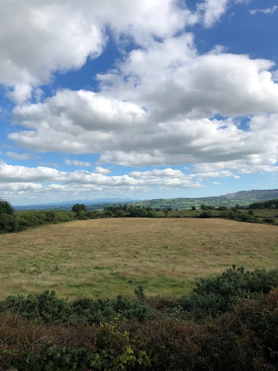 Standing meadow of organic grass for sale - Image 2
