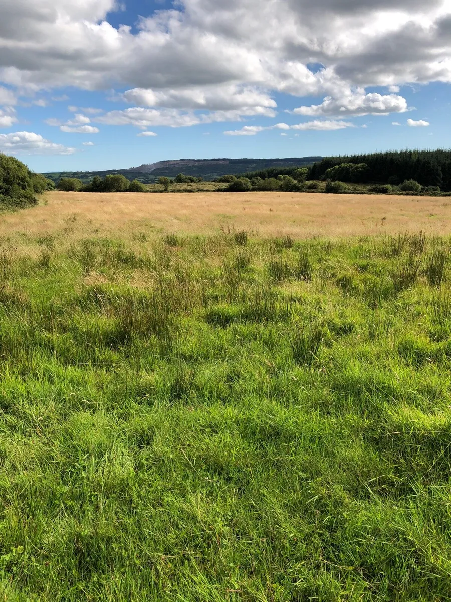Standing meadow of organic grass for sale - Image 1