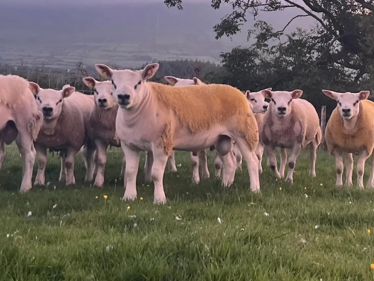 SIS PBR TEXEL RAM & PBR EWE LAMBS - Image 4