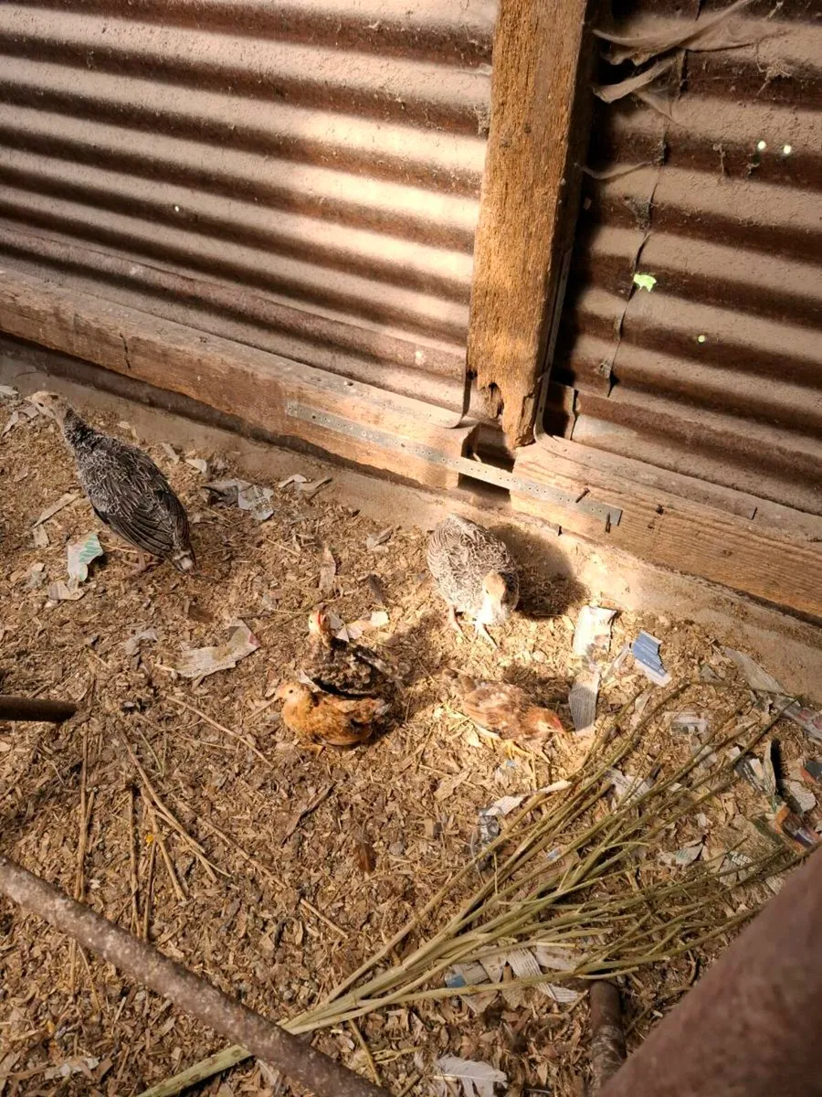 Turkey poults - Image 1