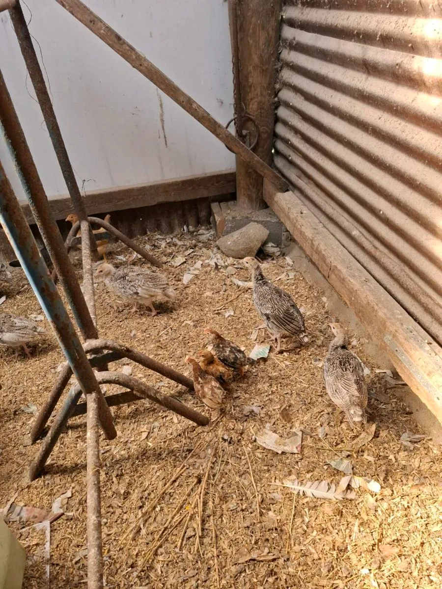 Turkey poults - Image 2