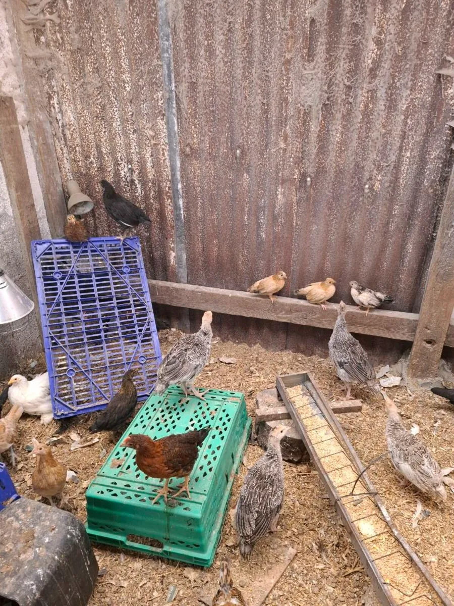 Turkey poults - Image 3