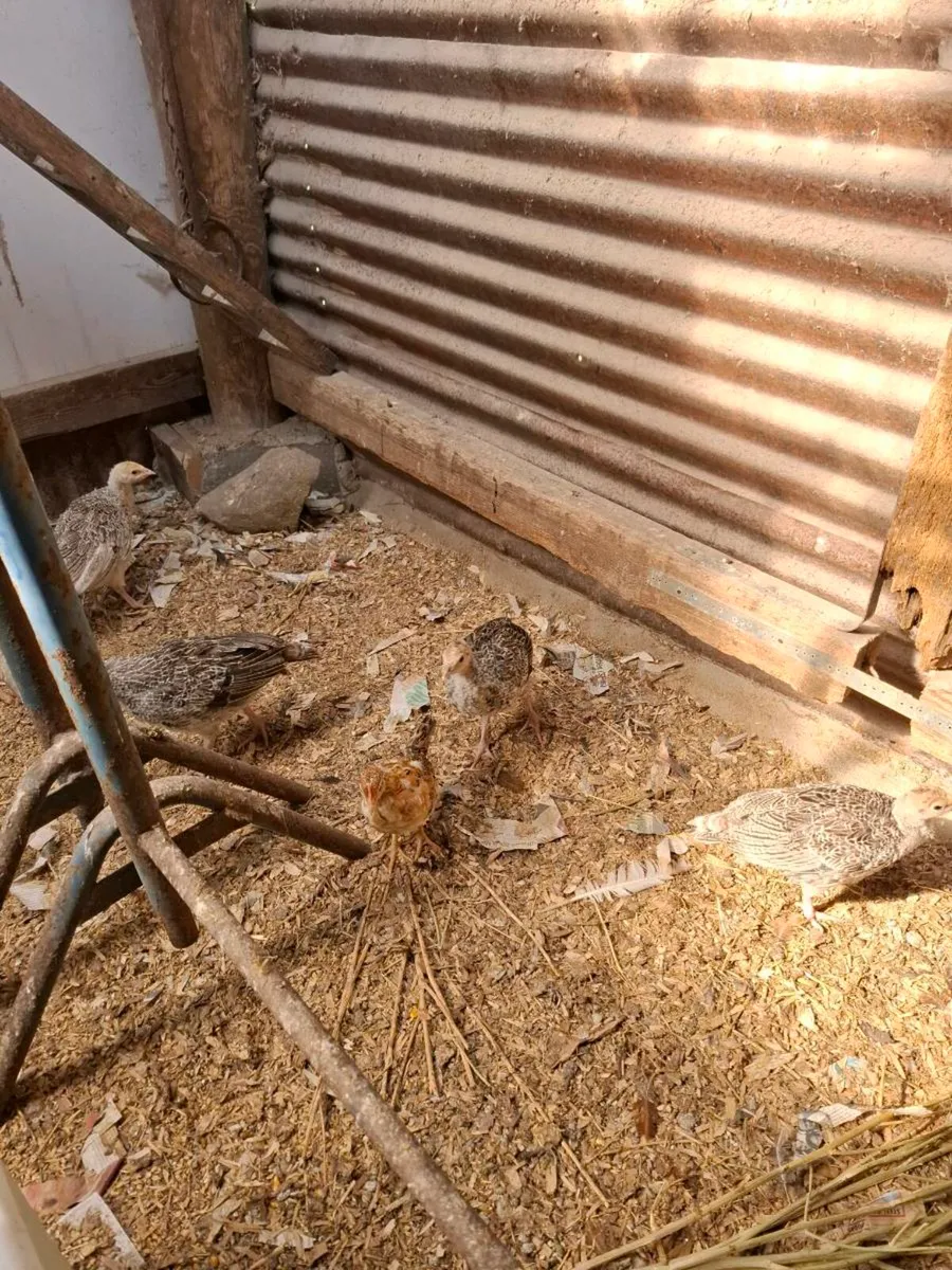 Turkey poults - Image 4