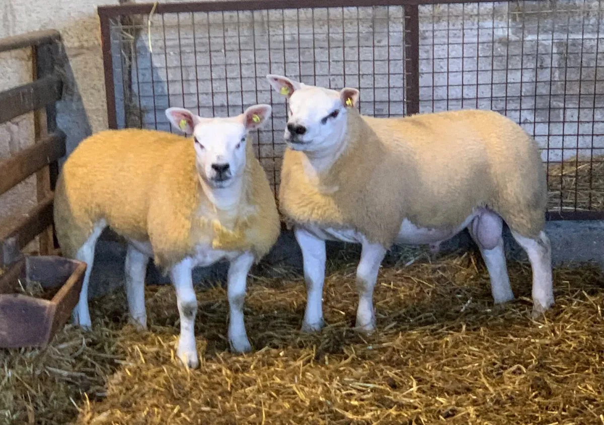 SIS PBR TEXEL RAM & EWE LAMBS - Image 2