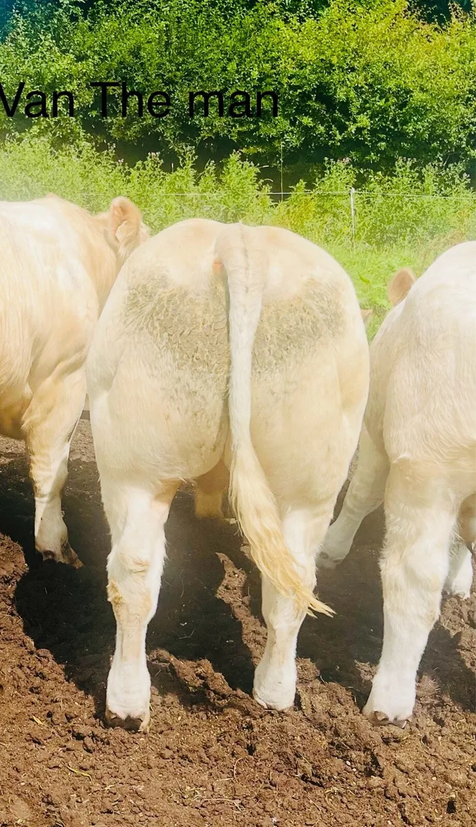Pedigree Charolais Bulls (Picador Sons x 3) - Image 4