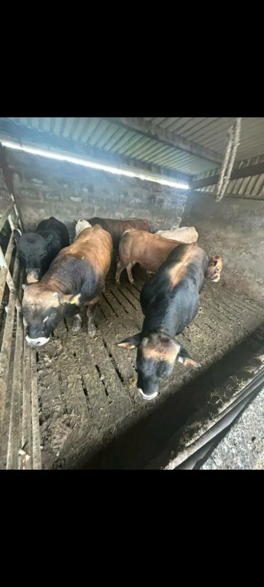 Under age bulls - Image 2