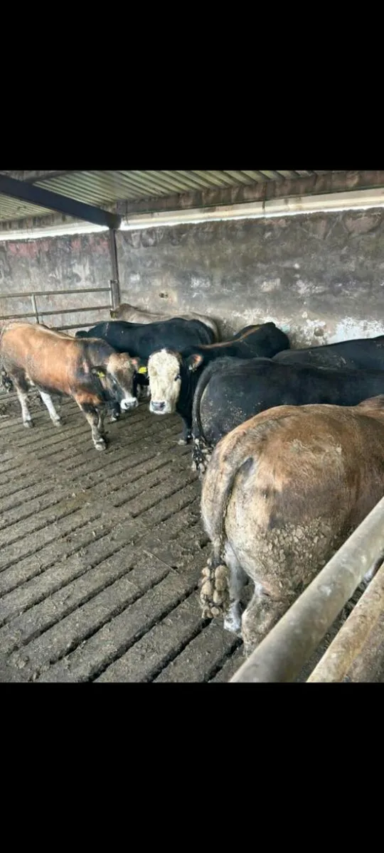 Under age bulls - Image 3