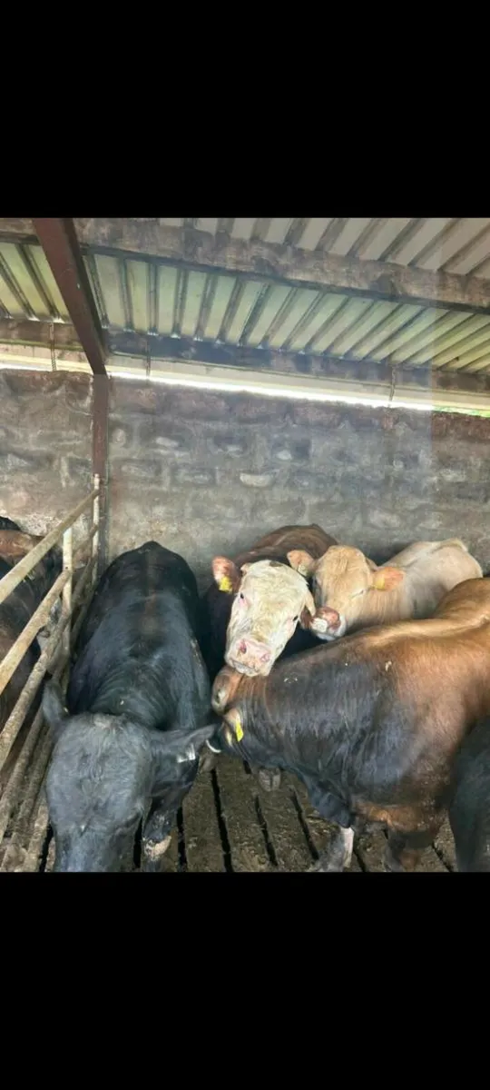 Under age bulls - Image 4
