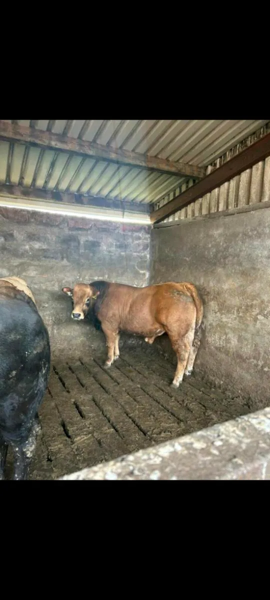 Under age bulls - Image 1