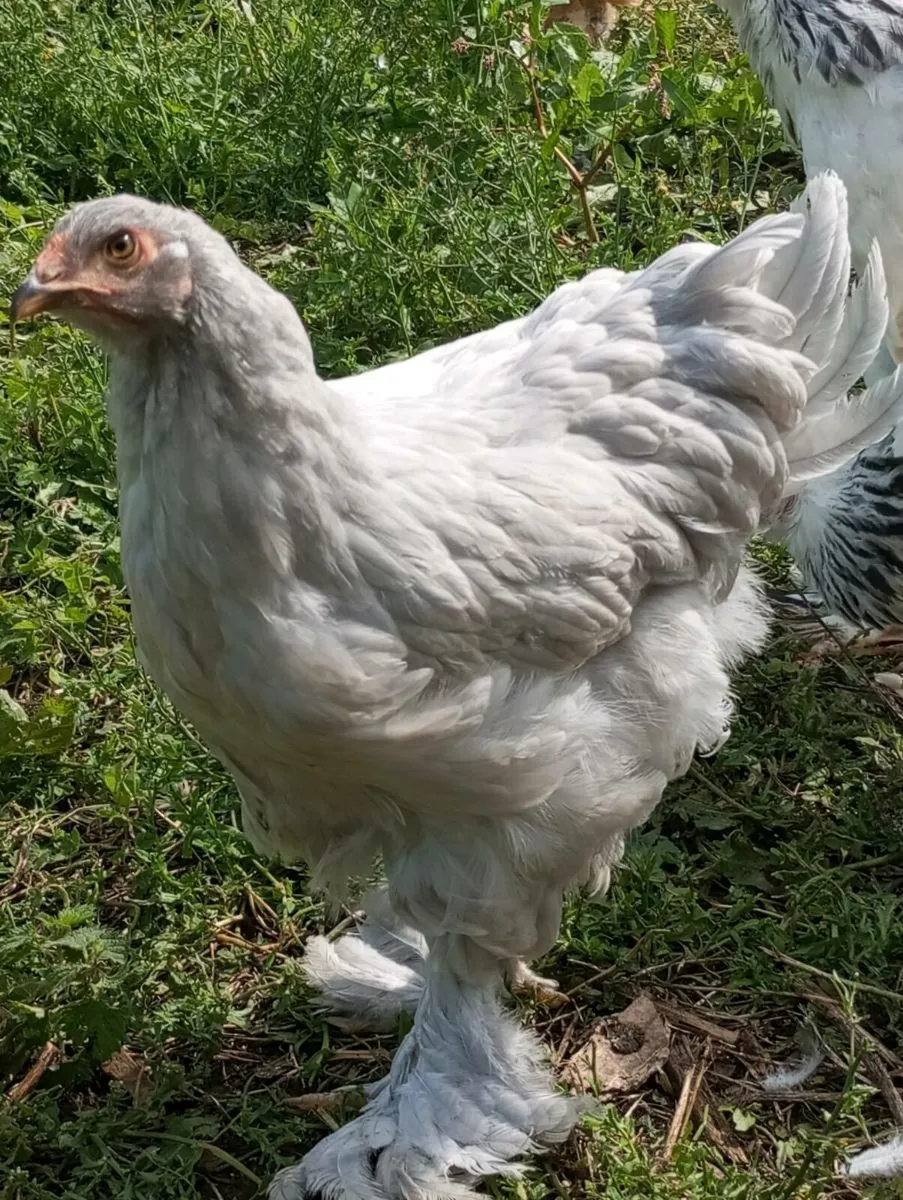Brahma silkies Sussex - Image 1