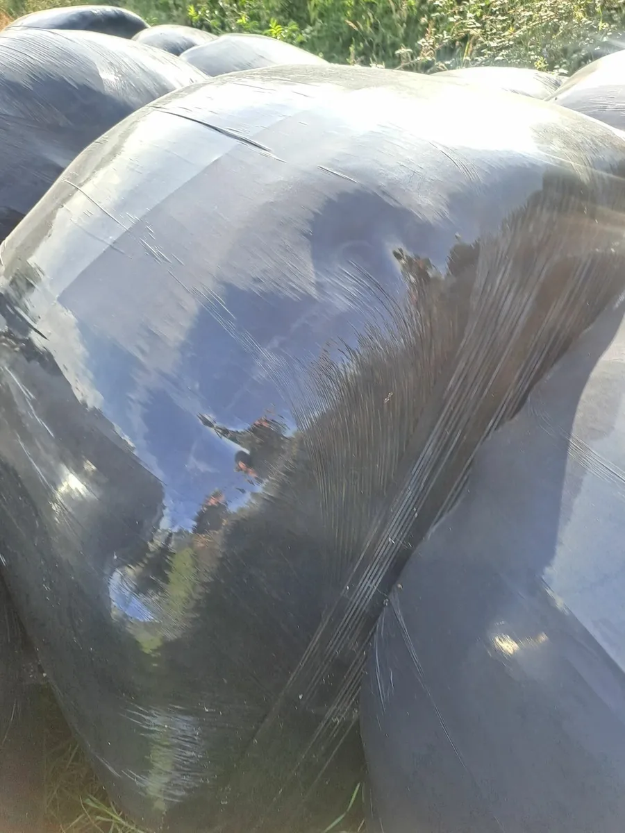 Haylage and silage for sale - Image 1