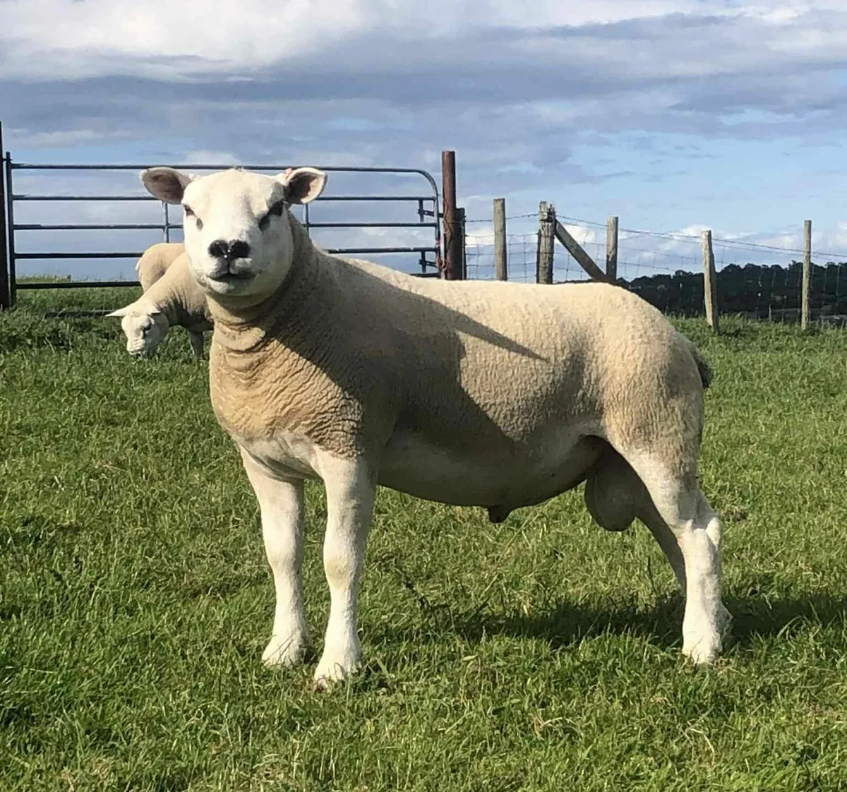 Texel Shearling Rams - EASY lambing - Image 2