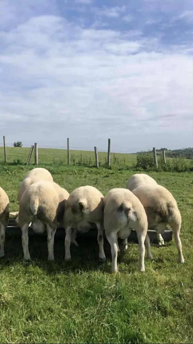 Texel Shearling Rams - EASY lambing - Image 3