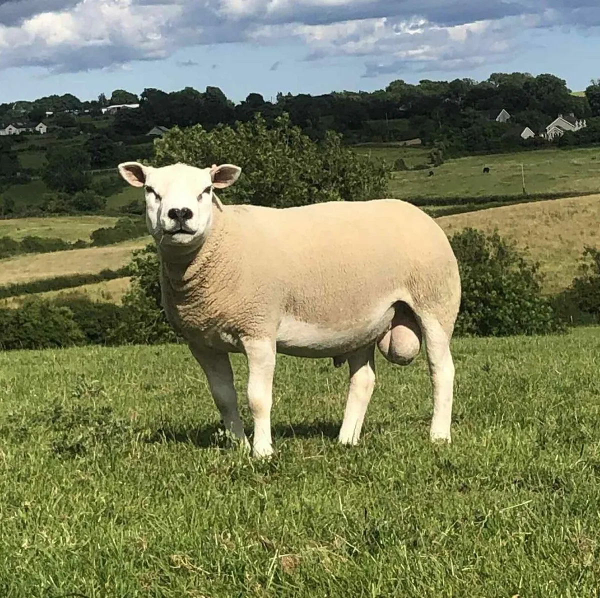 Texel Shearling Rams - EASY lambing - Image 4