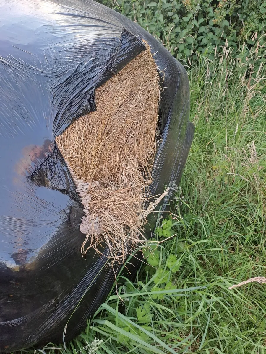 Haylage and silage for sale - Image 2