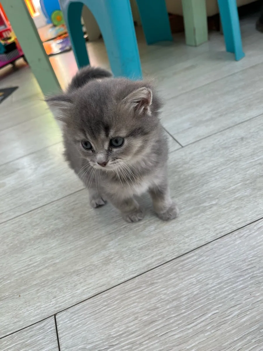 kitten - Image 2