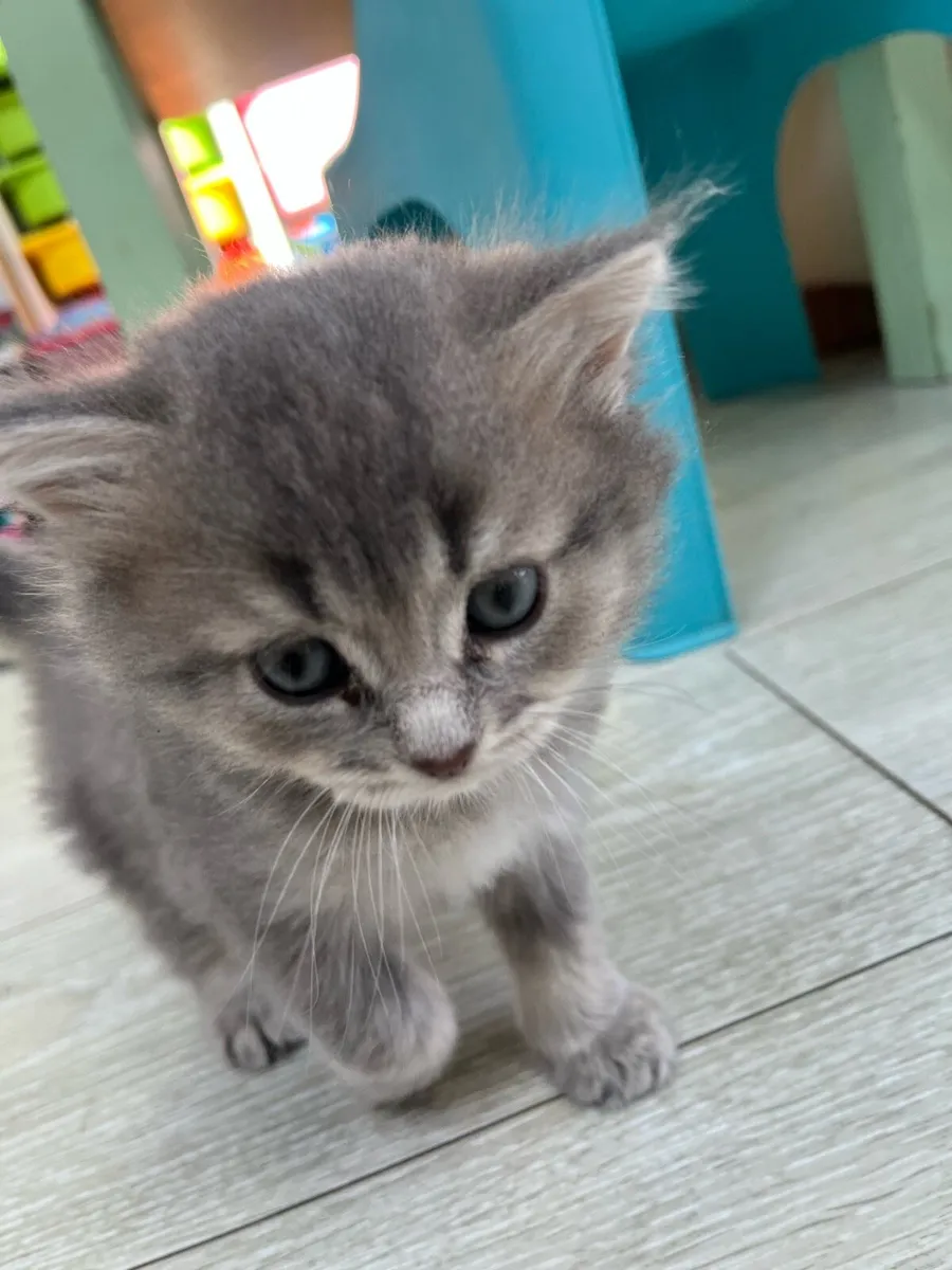 kitten - Image 3