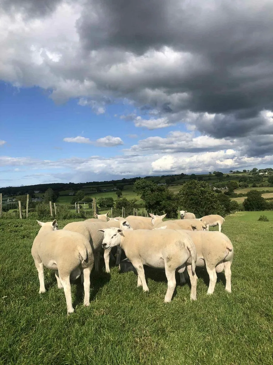 Texel Shearling Rams - EASY lambing - Image 1