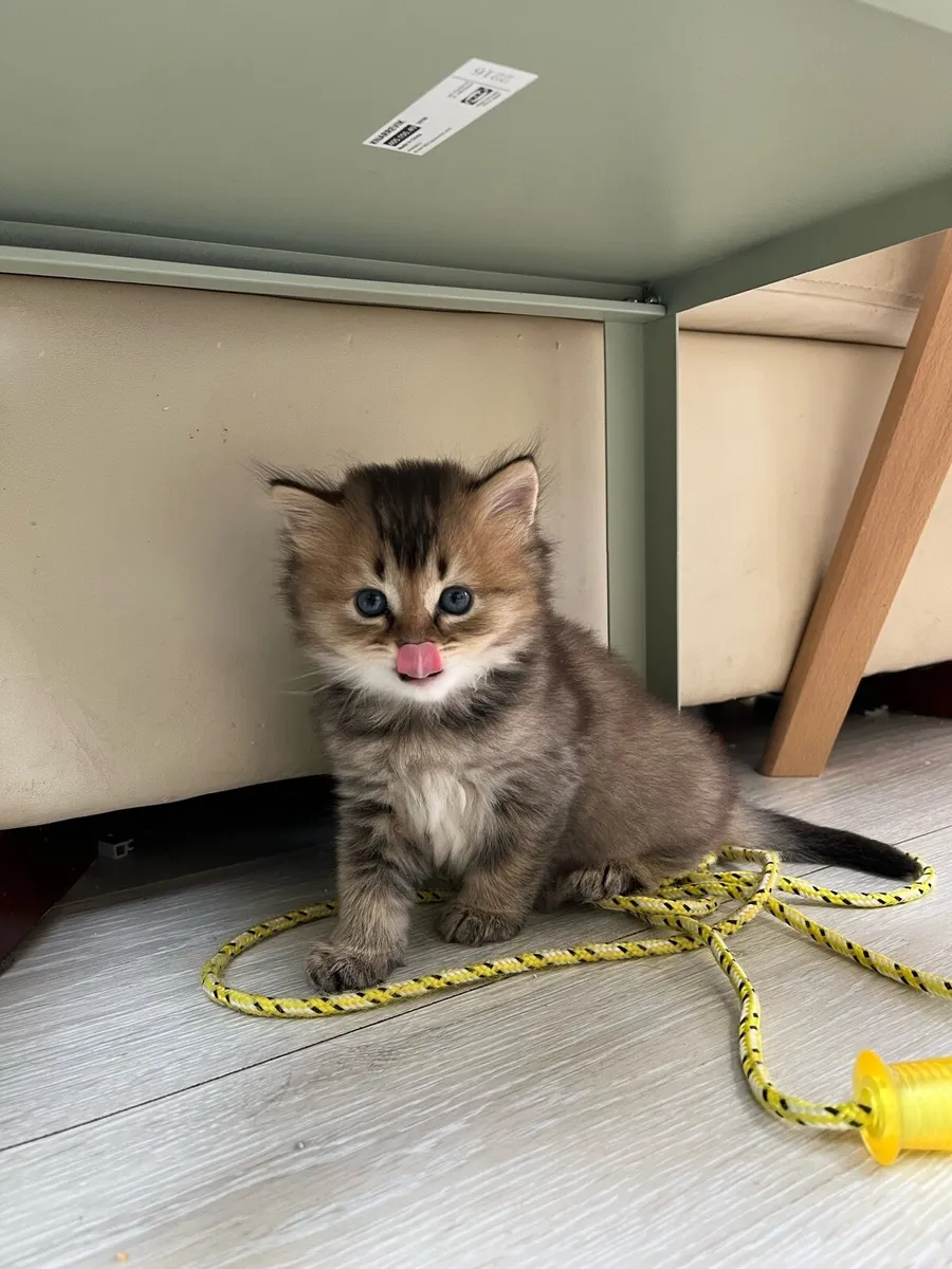 kitten - Image 4