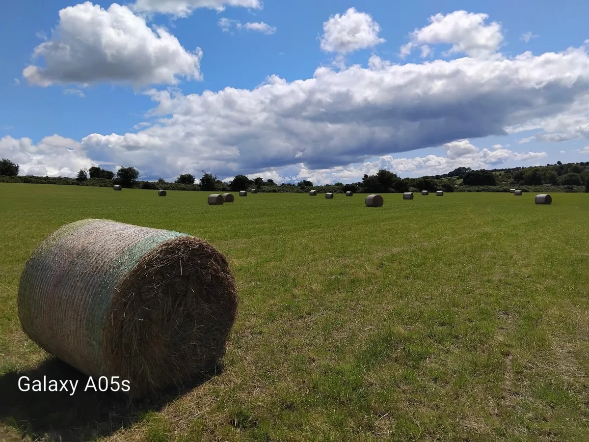 Hay - Image 2