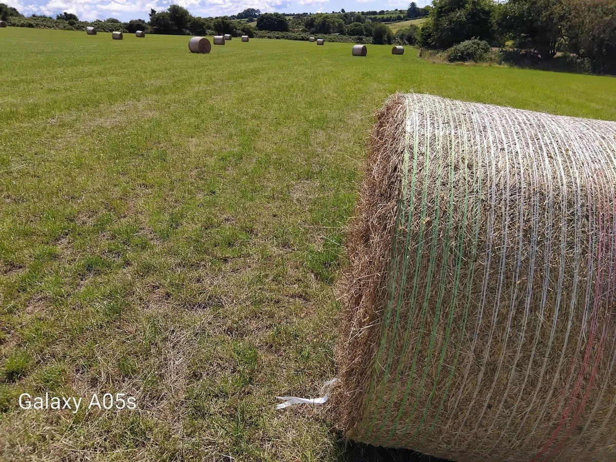 Hay - Image 3