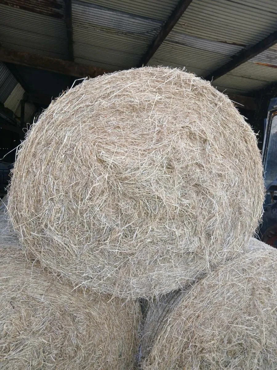 Round bales hay - Image 1