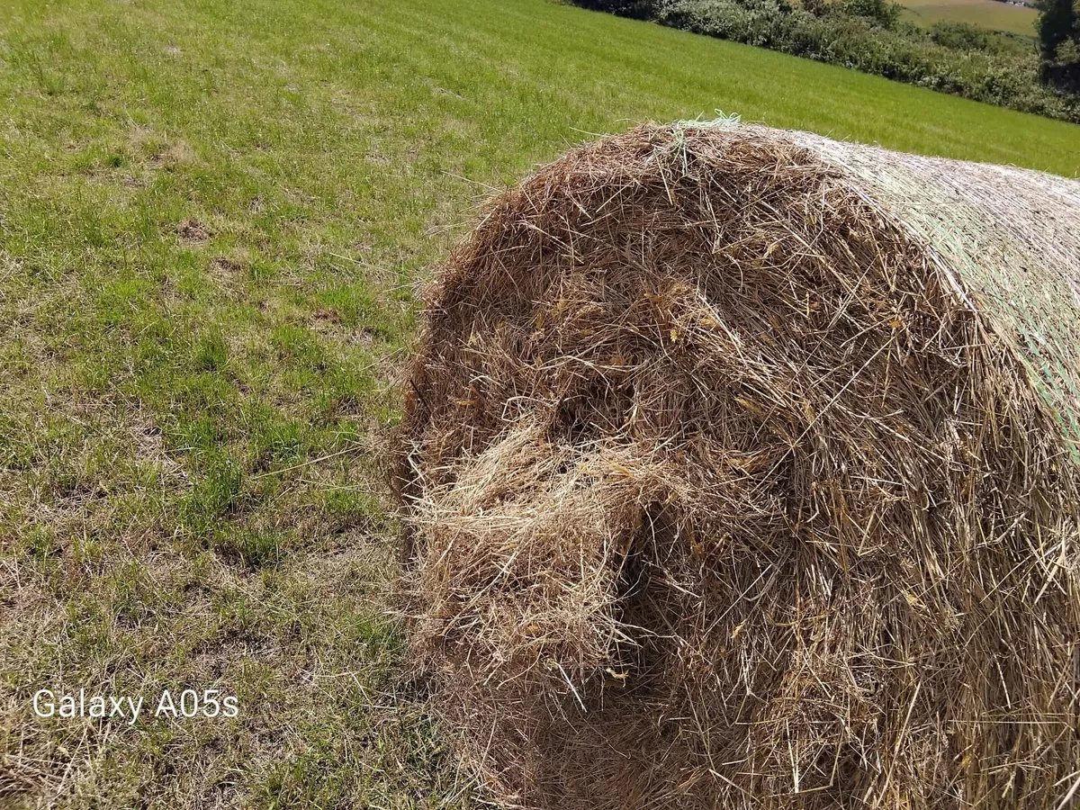 Hay - Image 4