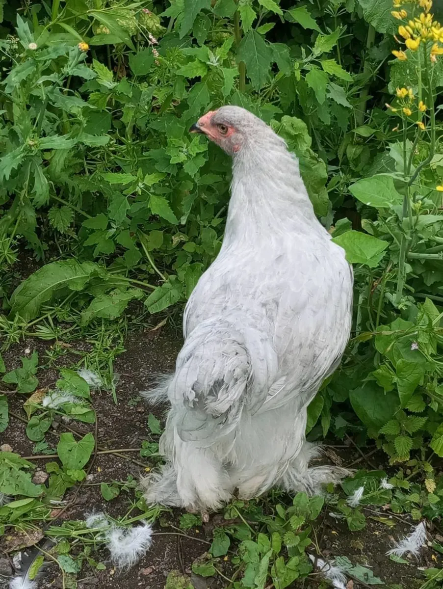 Brahma silkies Sussex - Image 2