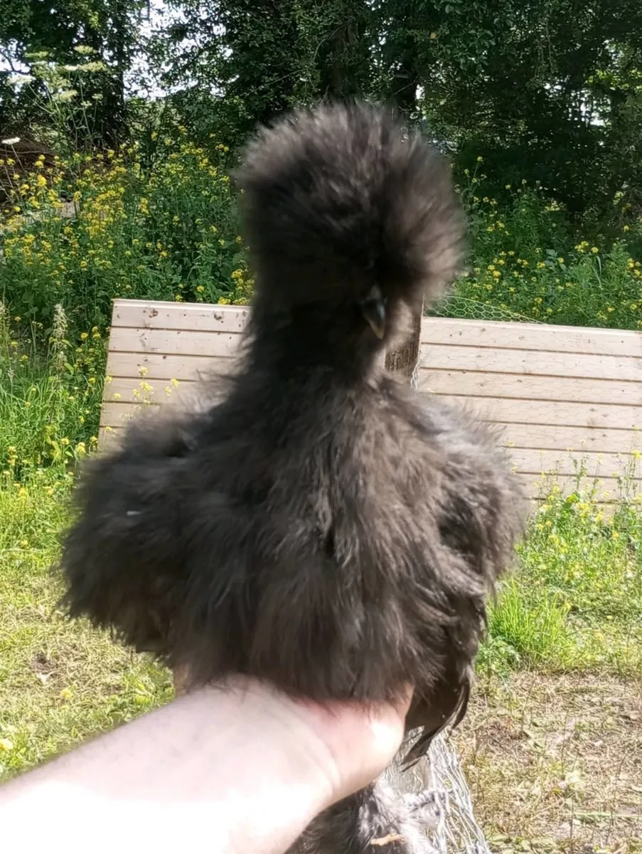 Brahma silkies Sussex - Image 3