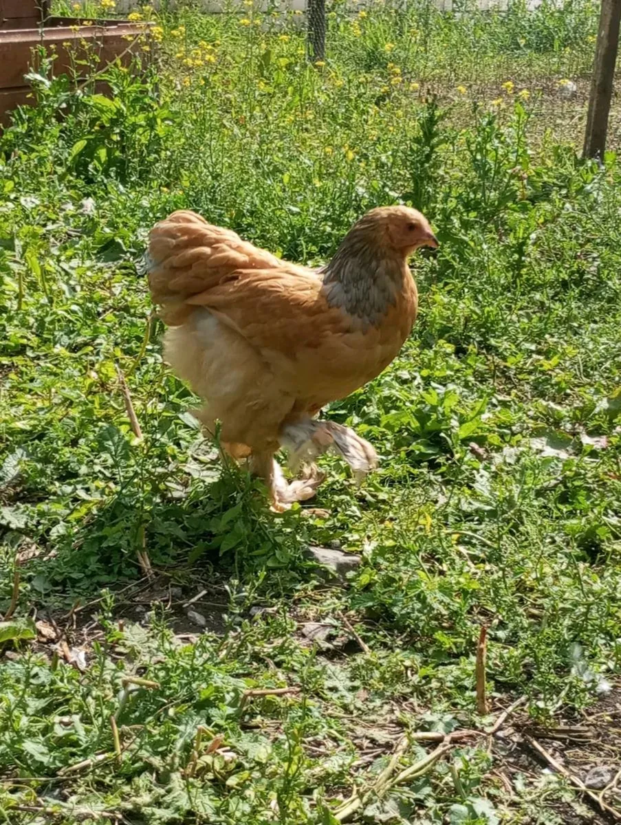 Brahma silkies Sussex - Image 4