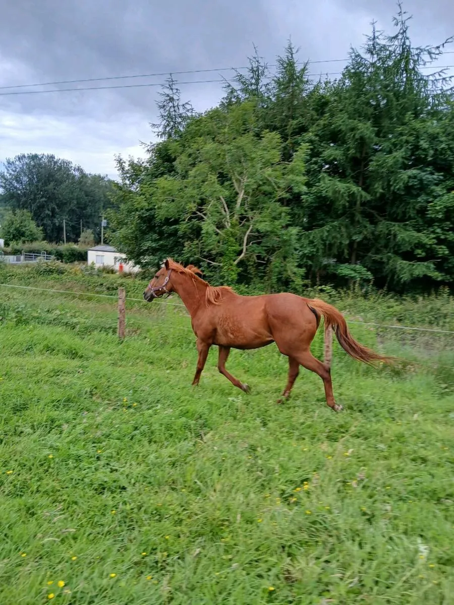 TB mare - Image 1