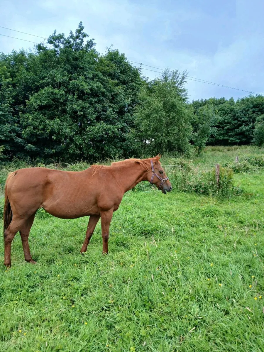 TB mare - Image 3
