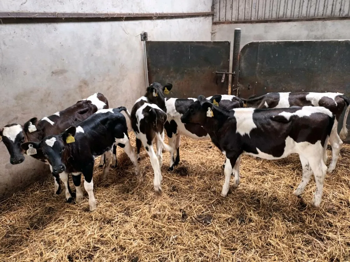 10 Reared Friesen heifer Calves - Image 3