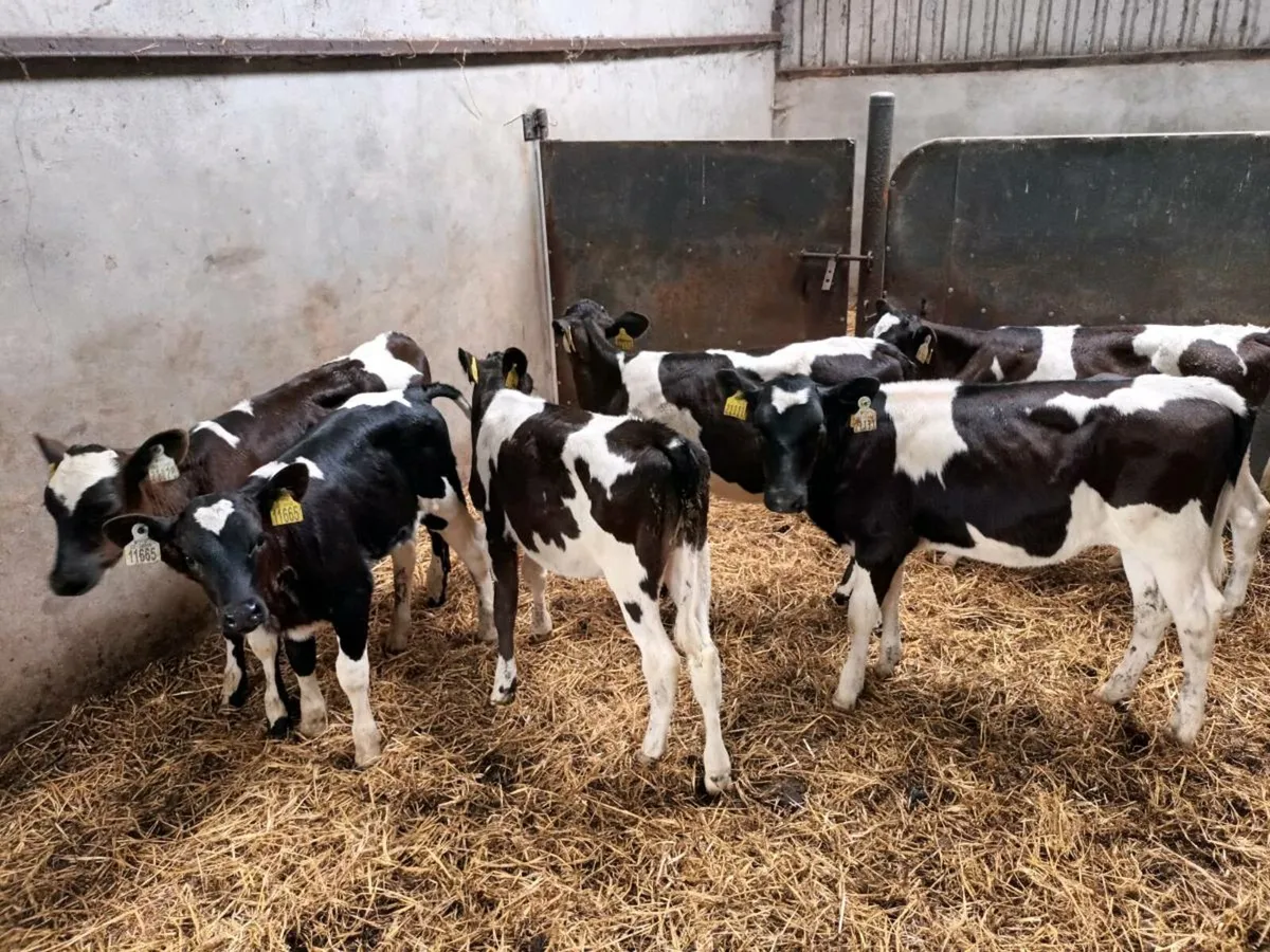 10 Reared Friesen heifer Calves - Image 2