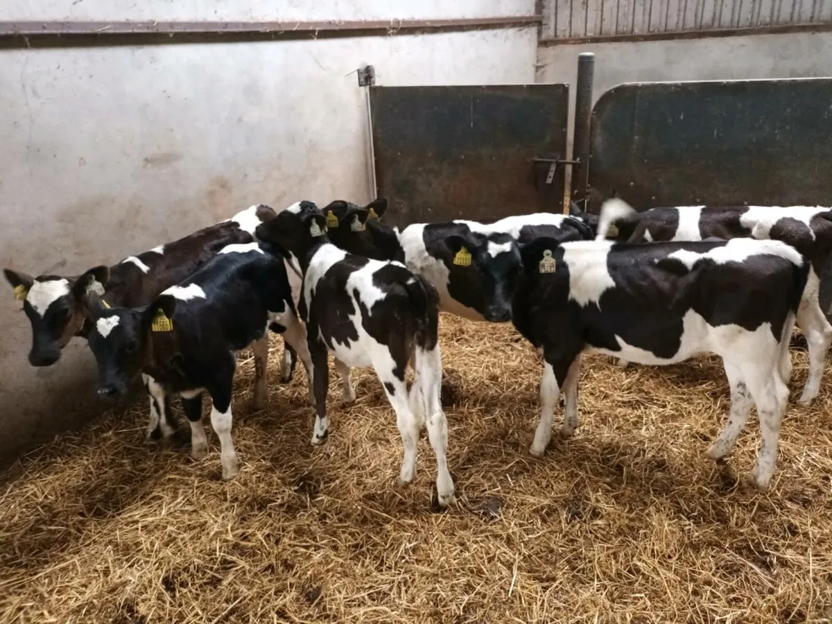 10 Reared Friesen heifer Calves - Image 4