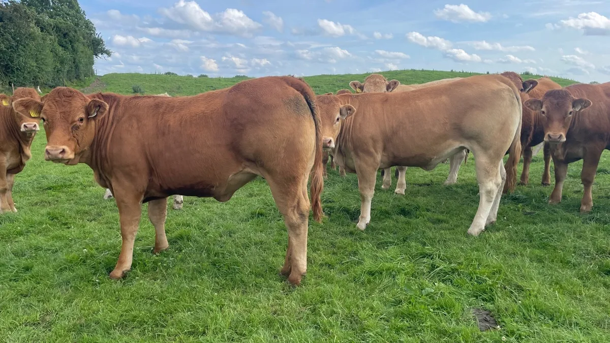 Top Quality Heifers for sale - Image 2