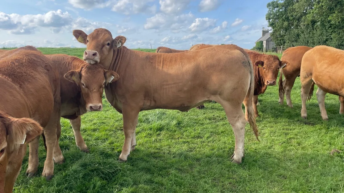 Top Quality Heifers for sale - Image 3