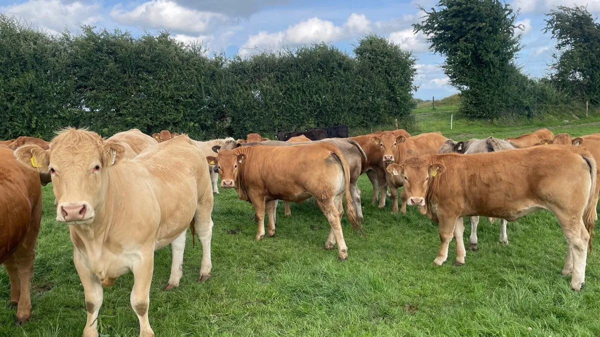 Top Quality Heifers for sale - Image 4