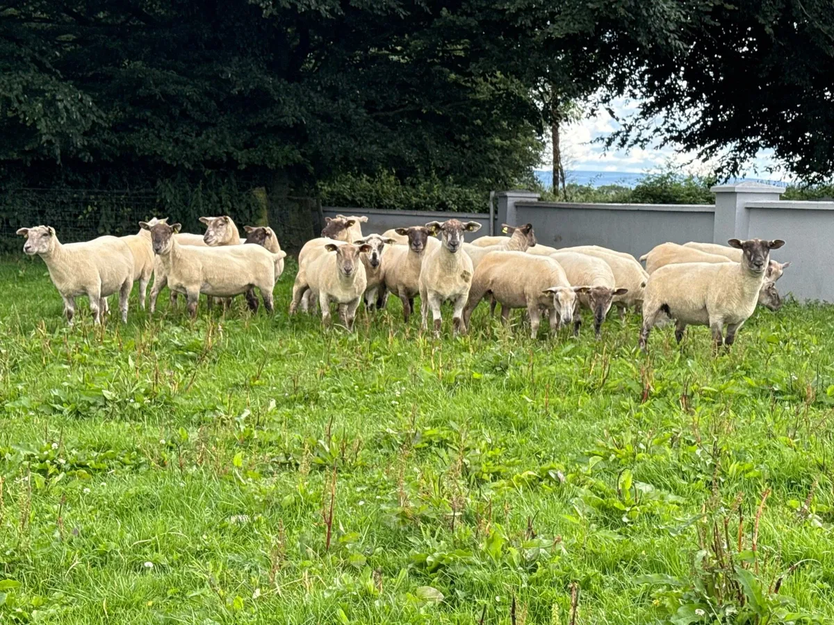22 Grey faced hoggets - Image 2