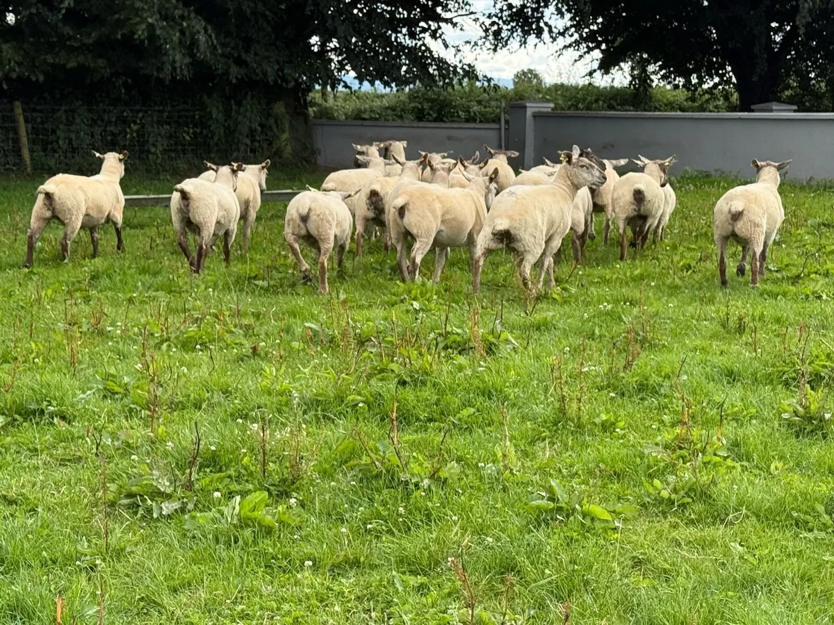 22 Grey faced hoggets - Image 3
