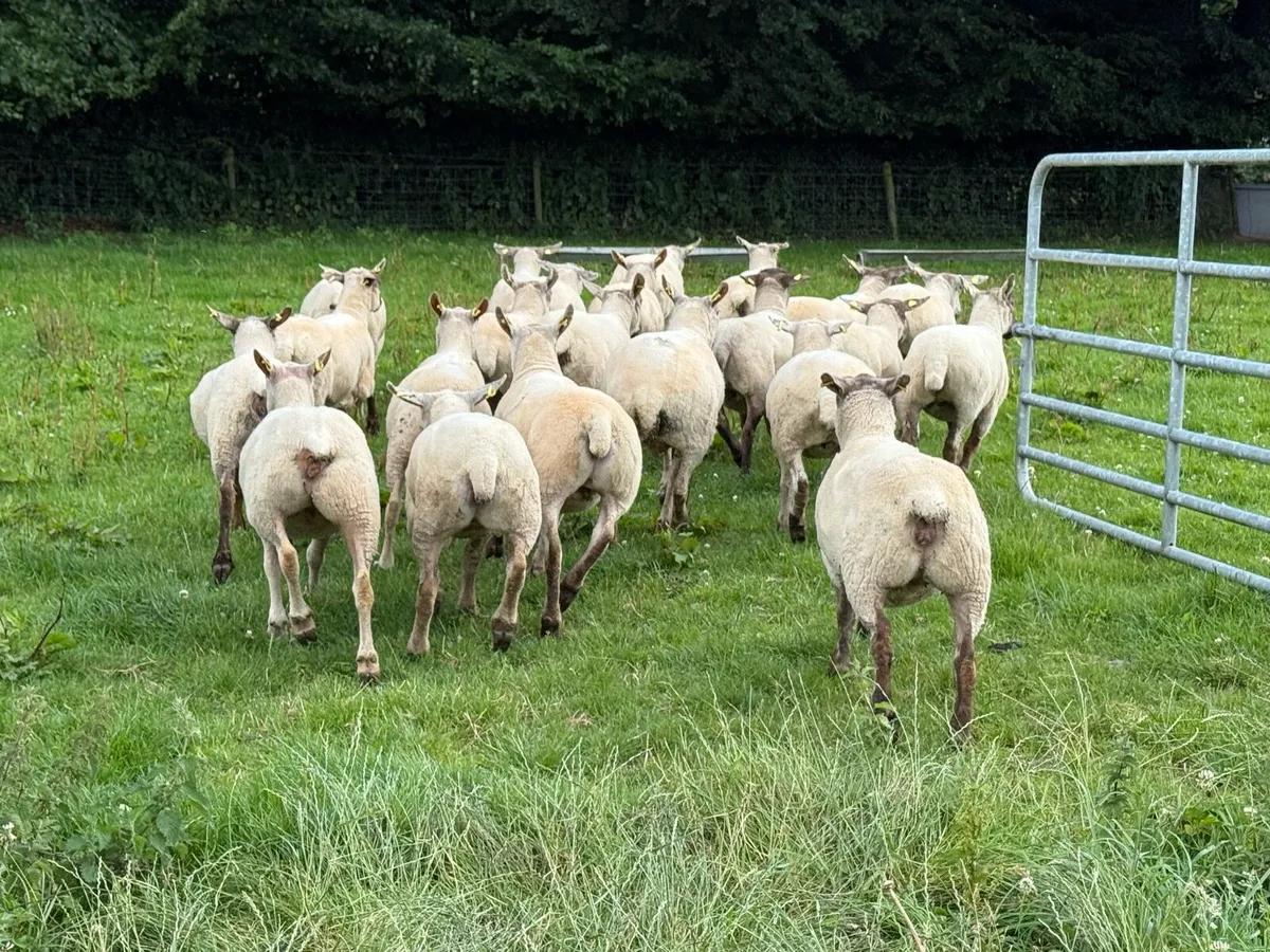 22 Grey faced hoggets - Image 4