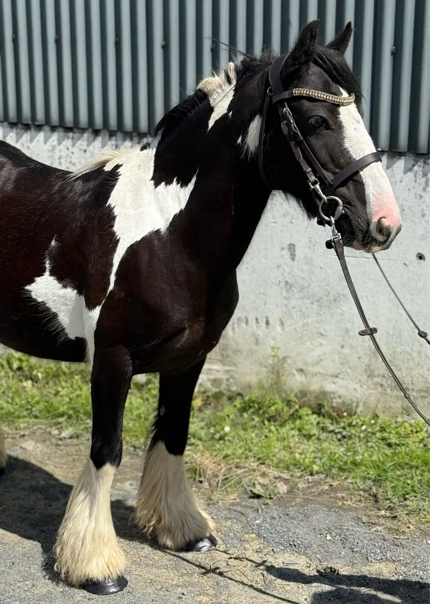 Beginners cob - Image 1